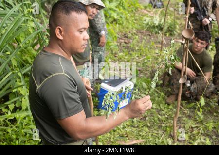 Eine philippinische Aufklärungsmarine unterrichtet US-Marineinfanteristen mit der Maritime RAID Force, 31. Marine Expeditionary Unit, wie man während der KAMANDAG 6 in Dadao, Calayan Island, Philippinen, am 5. Oktober 2022 Heilpflanzen für Wundauflagen identifiziert. Das kombinierte Beharrungs- und Aufklärungstraining gab den US- und philippinischen Aufklärungsmarinen die Möglichkeit, Taktiken miteinander zu teilen und die Überlebensfähigkeit in Dschungelumgebungen zu erhöhen. KAMANDAG ist eine jährliche bilaterale Übung zwischen den Streitkräften der Philippinen und dem US-Militär, um die Interoperabilität, die Capabilitie, zu stärken Stockfoto