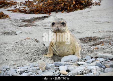 221006-N-AS200-1400 SAN NICOLAS ISLAND, KALIFORNIEN (NNS) (OKT 5, 2022) – die US-Marine führte eine jährliche Küstenreinigung an den abgelegenen Stränden von San Nicolas Island (SNI), der am stärksten isolierten der kalifornischen Kanalinseln, die 65 Meilen vor der Küste liegen, und südlich des Marinestützpunktes Ventura County (NBVC) Point Mugu durch. Das Aufräumteam bestand aus fast fünfzig freiwilligen Matrosen der Marine und Zivilisten, die dem NBVC und der Naval Air Warfare Center Weapons Division zugewiesen waren, die über zweitausend Pfund Müll und Schutt an drei SNI-Stränden entfernten. NBVC ist eine strategisch gelegene Naval-Installation bestehend Stockfoto