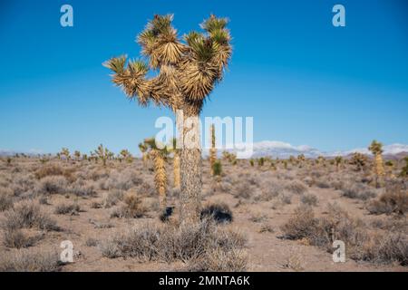 Teile von Nevada, wie dieser Abschnitt von Nye County, sind mit Joshua-Bäumen bewohnt, die in der Mojave-Wüste endemisch sind. Stockfoto