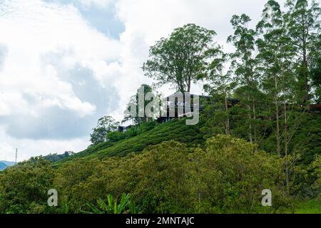 Wunderschönes Haus auf dem Gipfel des grünen Teebergs. Beliebtes Touristenziel in den Cameron Highlands, Malaysia. Naturlandschaft. Stockfoto