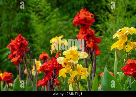 Gelbe Blume mit roten Flecken namens Canna Gelber König Humbert und rote Blume namens Roter Samt Kanas Lilie, die im Garten wächst. Wunderschönes Laub und Stockfoto