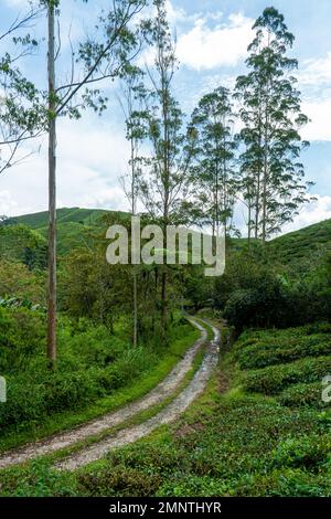 Landstraße zu Wald und Berg. Fußweg durch Wiesen, Bäume und Teeplantage. Weg auf dem Hügel. Landschaft mit ländlicher Straße und Teegarten. Stockfoto