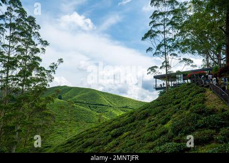 Wunderschönes Haus auf dem Gipfel der grünen Teeplantage. Beliebtes Touristenziel in den Cameron Highlands, Malaysia. Teegarten Naturlandschaften Stockfoto