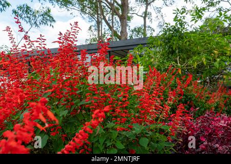 Wunderschöne Blumen Salvia Coccinea im Garten. Man nennt sie oft Blut, Tropen, Texas, Scharlachsalbei. Rote Blumen blühen im Park. Stockfoto