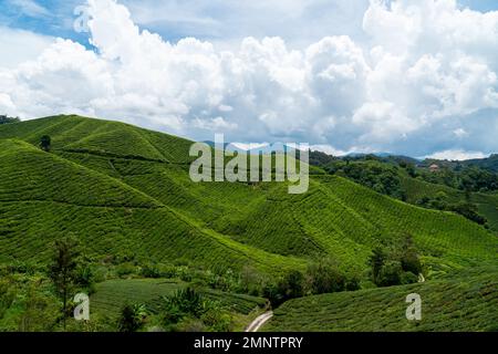 Wunderschöne Teeplantagen-Landschaft in den Cameron Highlands, Malaysia. Ländliche Straße und grüner Teegarten. Landstraße zum Berg. Schmutziger Fußweg durch den Stockfoto