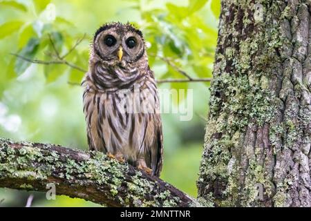 Wilde Sperlingskauz im Vogel State Park in den Blue Ridge Mountains im Norden Georgiens in der Nähe von Blairsville. (USA) Stockfoto