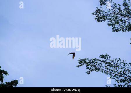 Fledermäuse fliegen tagsüber, blauer Himmel. Merkmale der Stadt Soppeng, Süd-Sulawesi, Indonesien. Fledermäuse leben in den Bäumen. Stockfoto