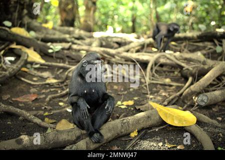 Porträt eines Sulawesi-Schwarzkammmakaken (Macaca nigra), der auf einer Baumwurzel im Tieflandregenwald des Naturschutzgebiets Tangkoko, North Sulawesi, Indonesien, liegt. Macaca nigra gehört laut einem Team von Wissenschaftlern unter der Leitung von Alejandro Estrada (Institut für Biologie, Nationale Autonome Universität von Mexiko) in ihrem 2017 veröffentlichten Aufsatz über ScienceAdvances zu den „relativ kleinen Primaten, die in geschützten Gebieten leben“. Die geschützten Lebensräume gelten jedoch als „klein“ und „erleben derzeit das ganze Jahr über Temperaturen über ihren historischen Schwellenwerten“,... Stockfoto