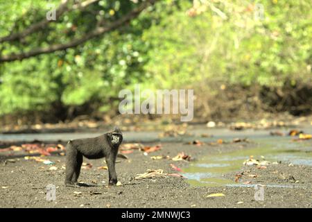 Porträt einer Sulawesi-Schwarzkammmakaken (Macaca nigra), die an einem Bach in der Nähe eines Strandes im Naturschutzgebiet Tangkoko, North Sulawesi, Indonesien, forscht. Macaca nigra gehört laut einem Team von Wissenschaftlern unter der Leitung von Alejandro Estrada (Institut für Biologie, Nationale Autonome Universität von Mexiko) in ihrem 2017 veröffentlichten Aufsatz über ScienceAdvances zu den „relativ kleinen Primaten, die in geschützten Gebieten leben“. Die geschützten Lebensräume gelten jedoch als „klein“ und „erleben derzeit das ganze Jahr über Temperaturen über ihren historischen Schwellen“, Brogan M. Stewart, ein weiterer... Stockfoto