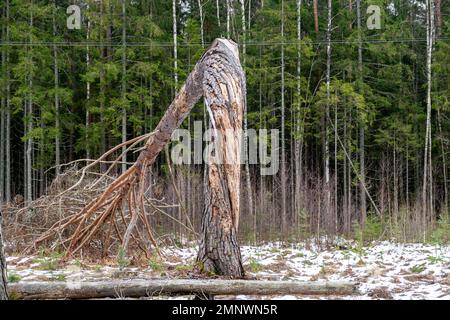 Winterlandschaft mit einer einsamen Kiefer mitten auf einer Lichtung, einem gebrochenen Baum, einem Baumstamm Stockfoto