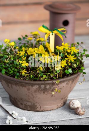 Wunderschönes Frühlingsblumen-Arrangement mit gelben Winteraconitblumen in einem rustikalen Terrakotta-Topf. (Eranthis hyemalis) Gartendekorationskonzept. Stockfoto