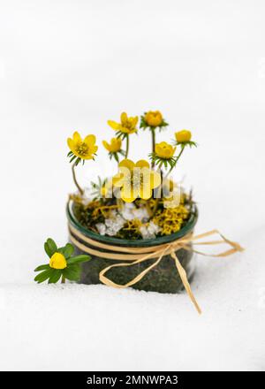 Wunderschönes Blumenarrangements mit gelben Winterakonit-Wildblumen in einem Glasglas im Schnee. Rustikales Gartendekor-Konzept. Speicherplatz kopieren. Stockfoto