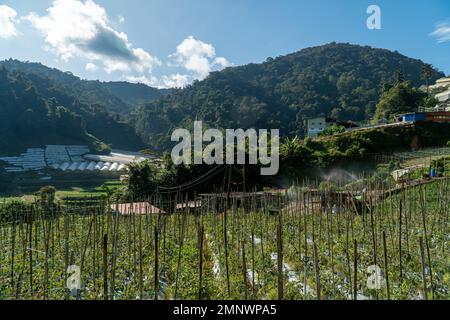 Bewässerungssystem in funktionell bewässernden landwirtschaftlichen Pflanzen. An einem sonnigen Tag bewässert ein Wassersprenger das Gemüsefeld. Landschaftsbau. Aubergine Stockfoto