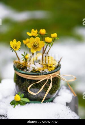 Handgemachtes Blumenarrangements mit gelben Winteraconitblüten in einem Glasgefäß im schneebedeckten Garten. Stockfoto