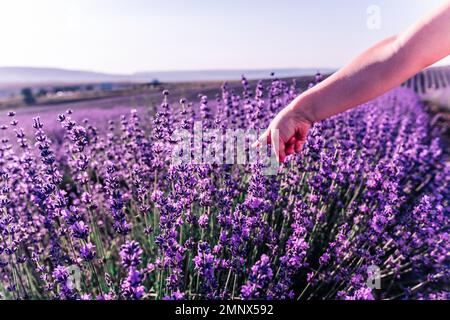 Lavendelblüten Hintergrund mit schönen lila Farben und Bokeh Lichter. Blühender Lavendel auf einem Feld bei Sonnenuntergang in der Provence, Frankreich. Nahaufnahme Stockfoto