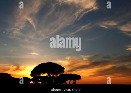 Dramatischer Himmel bei Sonnenuntergang mit Kiefern im Parco Naturale della Maremma, Provinz Grosseto, Toskana, Italien Stockfoto