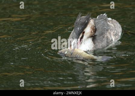 Ein Grosskammgräber, Podiceps cristatus, schwimmt auf einem See mit einem Spannfisch im Schnabel, den er gerade gefangen hat und gleich essen wird. Stockfoto