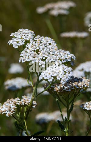 Achillea millefolium, allgemein als Schafgarbe oder Schafgarbe bekannt, ist eine blühende Pflanze aus der Familie der Asteraceae. Stockfoto