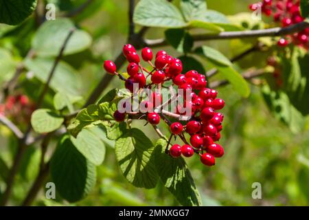 Die Frucht Viburnum lantana. Ist zuerst ein Grün, wird rot, dann schließlich schwarz, ein Wegfahrer oder Wegfahrbaum ist eine Art Viburnum. Stockfoto