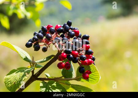 Die Frucht Viburnum lantana. Ist zuerst ein Grün, wird rot, dann schließlich schwarz, ein Wegfahrer oder Wegfahrbaum ist eine Art Viburnum. Stockfoto