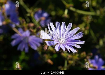 Blaue Chicorée-Blumen, Nahaufnahme. Violet Cichorium intybus Blossoms, genannt Seemann, Zichorie, Kaffeekraut oder Succory, ist etwas holzig, krautig Stockfoto