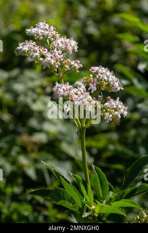 Schwarze Danewort-Sambucus-ebulus-Beeren aus der Nahaufnahme. Blühendes Danewort, Zwergholzbeere oder Holunderkraut, Sambucus ebulus. Stockfoto