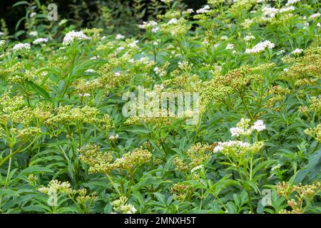 Schwarze Danewort-Sambucus-ebulus-Beeren aus der Nahaufnahme. Blühendes Danewort, Zwergholzbeere oder Holunderkraut, Sambucus ebulus. Stockfoto