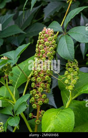 Kräuterpflanzen: Indische Algen Phytolacca acinosa, die lokal zur Schmerzlinderung verwendet werden. Es hat Anti-Asthma, Antimykotika, Expektorantien, antibakterielle und Stockfoto