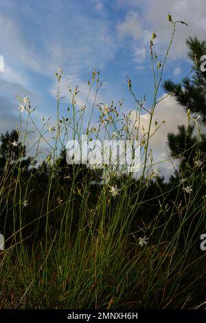 Zerbrechliche weiße und gelbe Blüten von Anthericum ramosum, sternförmig, wachsen auf einer Wiese in wilder Wildnis, verschwommener grüner Hintergrund, warme Farben, helles an Stockfoto