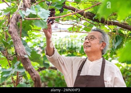 Ältere Männer pflücken Trauben im Obstgarten Stockfoto