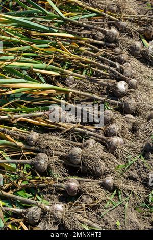 Knoblauch: Bund von frischem Knoblauch Ernte auf Boden. Frisch gegrabene Köpfe von Knoblauchzwiebeln. Stockfoto