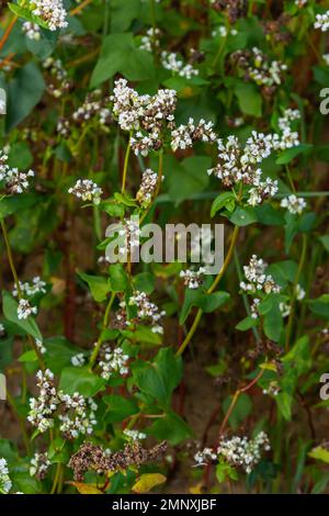 Buchweizen Fagopyrum esculentum in Blüte auf natürlichem Hintergrund. Kulturpflanze. Makro. Draufsicht. Stockfoto