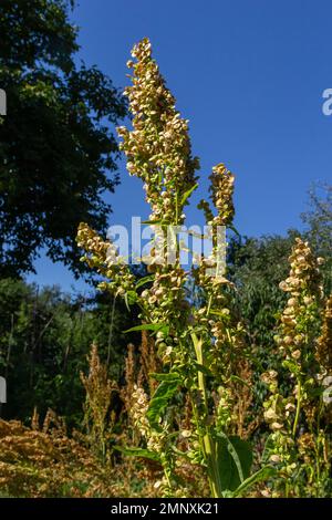 Rumex-Knusperpflanze. Blütenspitze andocken, rot in der Sonne. Nature-Unkraut-Makro. Stockfoto