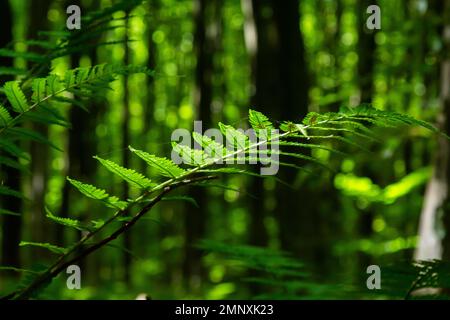 Farn gehört zu einer Gruppe von Gefäßpflanzen, die sich durch Sporen vermehren und weder Samen noch Blumen haben. Heilpflanze. Stockfoto