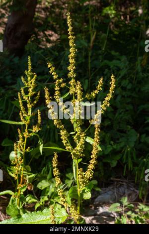 Rumex-Knusperpflanze. Blütenspitze andocken, rot in der Sonne. Nature-Unkraut-Makro. Stockfoto