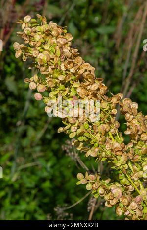 Rumex-Knusperpflanze. Blütenspitze andocken, rot in der Sonne. Nature-Unkraut-Makro. Stockfoto