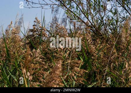 Phragmites australis ist eine mehrjährige bläulich-grüne Pflanze der Grasfamilie mit einem langen schleichenden Rhizom. Stockfoto