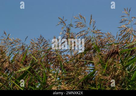 Phragmites australis ist eine mehrjährige bläulich-grüne Pflanze der Grasfamilie mit einem langen schleichenden Rhizom. Stockfoto