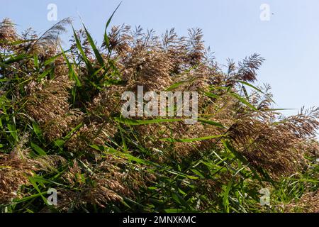 Phragmites australis ist eine mehrjährige bläulich-grüne Pflanze der Grasfamilie mit einem langen schleichenden Rhizom. Stockfoto