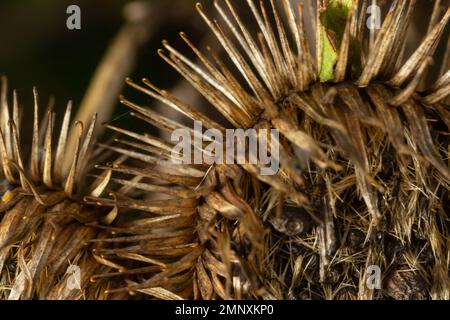 Die Stachelkraut-Burdock-Pflanze oder Arctium-Pflanze aus der Familie der Asteraceae. Trockenes braunes Arctium minus. Getrocknete Samenköpfe im Herbst. Reife Grate mit scharfem C. Stockfoto