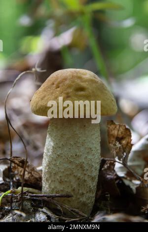 Essbarer Pilz Leccinum pseudoscabrum im Laubwald. Bekannt als Hazel Bolete. In den Blättern wächst wilder Pilz. Stockfoto