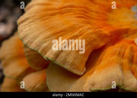 Der schwefelgelbe Tinder Latin Laetiporus sulureus ist ein Pilz, der auf einem Baum wächst, einem gelblichen Pilz. Stockfoto