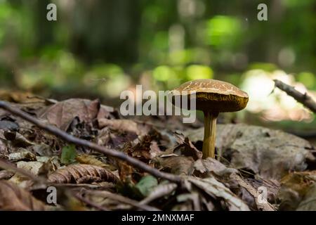 Xerocomellus chrysenteron, bekannt als Boletus chrysenteron oder Xerocomus chrysenteron - essbare Pilze. Pilze in der natürlichen Umgebung. Stockfoto