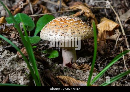 Dieser Pilz ist eine Amanita rubescens und wächst im Wald.