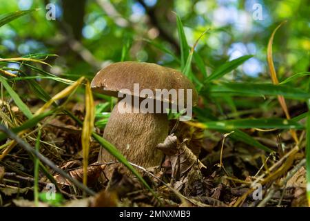 Schöne Boletus edulis Pilz Banner in erstaunlichen grünen Moos. Alte magische Wald Pilze Hintergrund. Weißer Pilz an sonnigen Tagen. Stockfoto