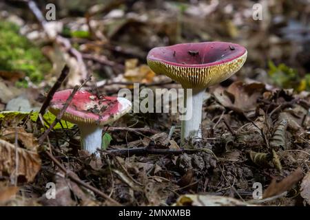 Täubling Xerampelina, auch bekannt als Krabbe-Brittlegill oder Garnelenpilz im Wald. Stockfoto