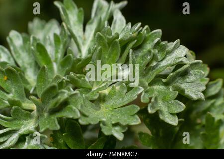 Wermut grün grau hinterlässt Hintergrund. Artemisia absinthium absinthium, Absinth, grüne graue Wurmpflanze, Nahaufnahme Makro, Draufsicht. Stockfoto