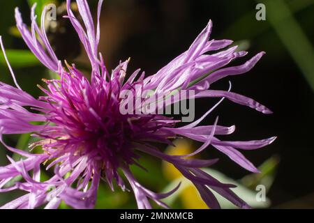 Centaurea Jakea, Draufsicht braune Knapweed Violette Blüten in Wiese Makro selektiv Fokus. Stockfoto