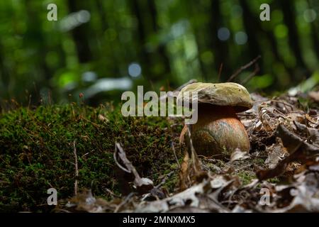 Pilze des Boletus erythopus oder Neoboletus luridiformis im Wald, der in der Herbstsaison auf Grüngras und nassem Boden wächst. Boletus luridiform Stockfoto