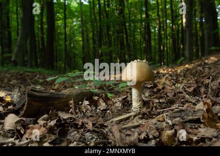 Dieser Pilz ist eine Amanita rubescens und wächst im Wald.